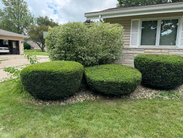 Professionally trimmed hedges with rock base by BDS Lawns